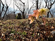 In FILARESSA e COSTONE ad anello sui sentieri sopra casa-Zogno 10mar21  - FOTOGALLERY